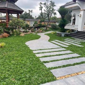 cỏ thảm giá rẻ