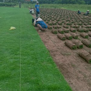 Bảng Giá Cỏ Nhung Nhật Mới Nhất 2025