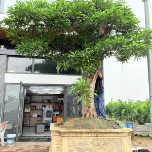 Cây dáng bay hồ cá