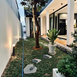 giá cỏ lá gừng Thái Lan