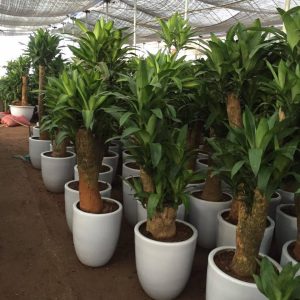 Cây thiết mộc lan