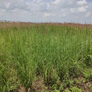 Giá cỏ Vetiver và nơi mua uy tín