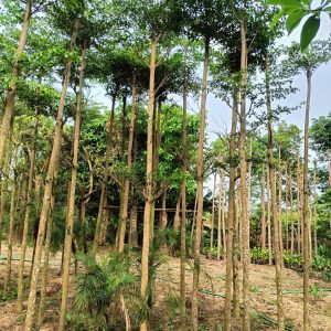 Giới thiệu về cây bàng Đài Loan