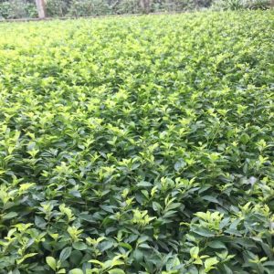 Giới thiệu về cây chuỗi ngọc